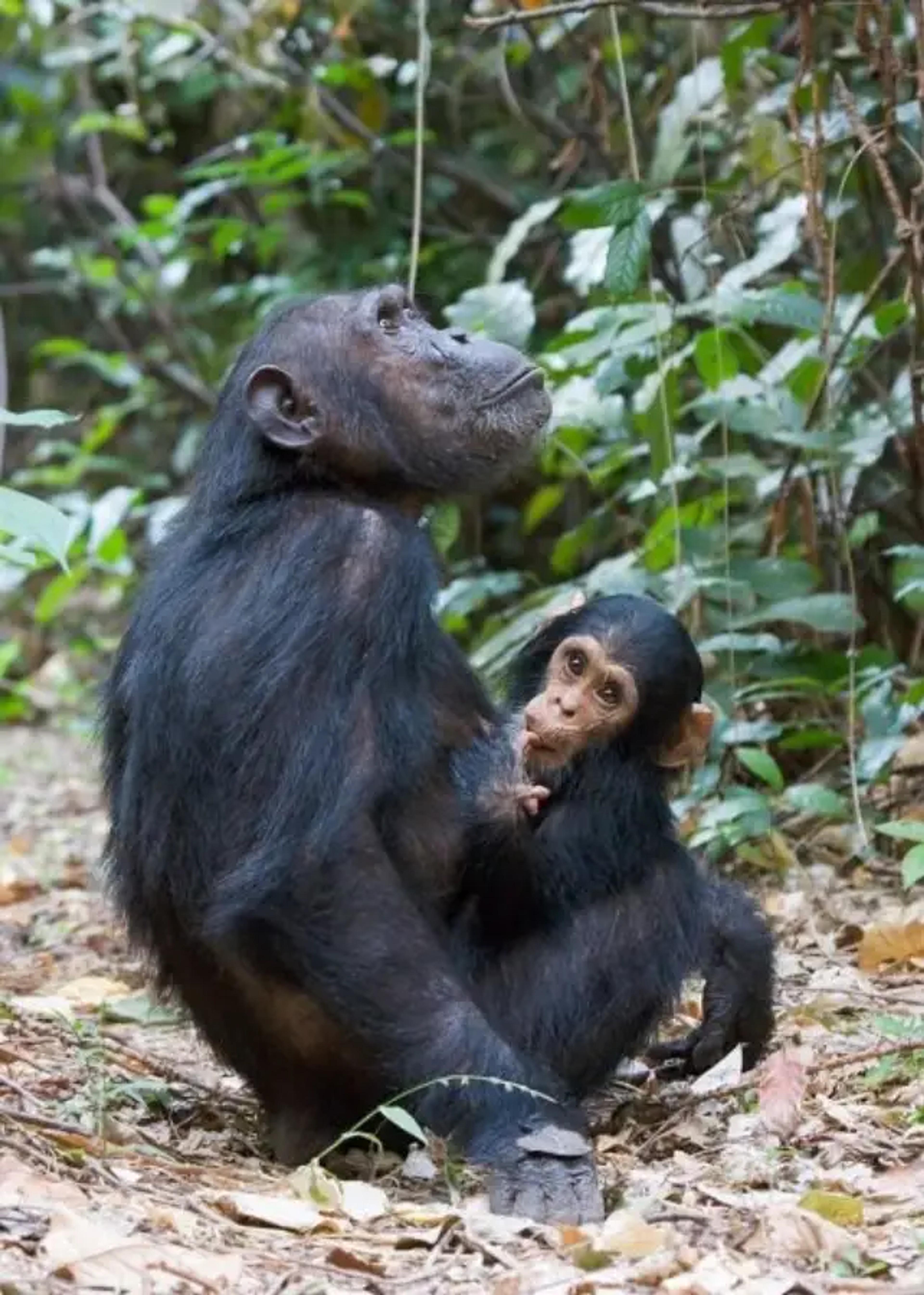 Mother and Baby Chimp