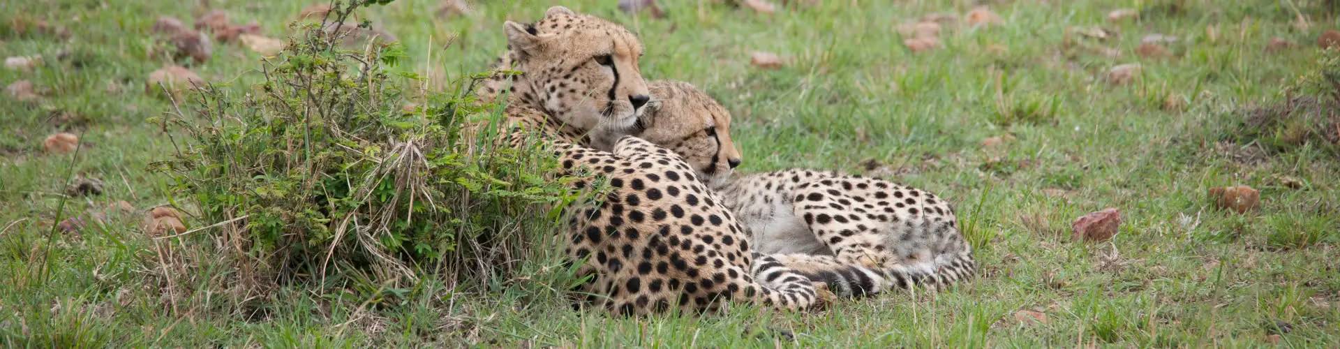 Leopard Safari