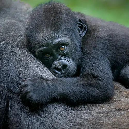 Amazing Gorillas