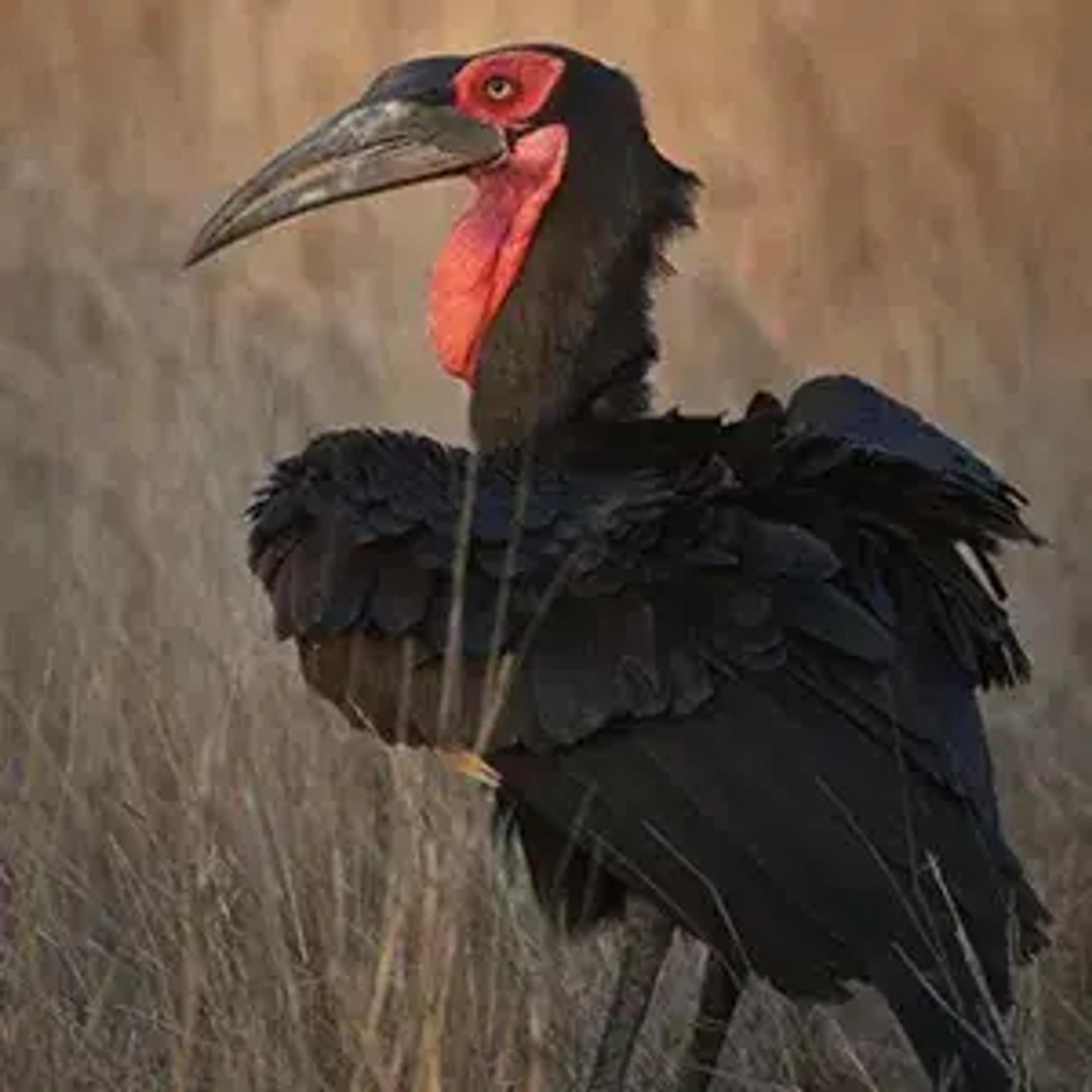 Hornbil