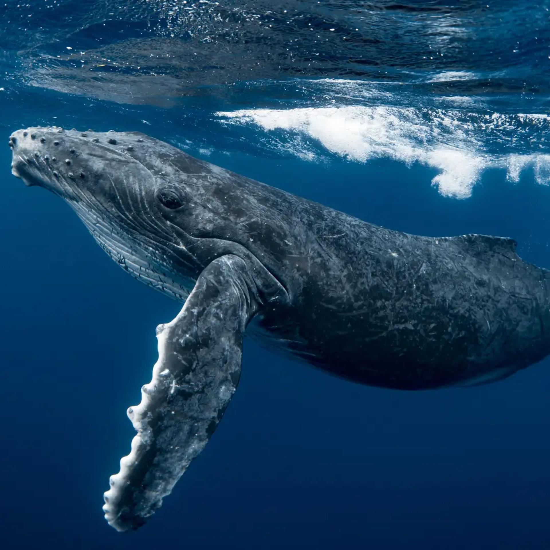 Humpback Whale Migration