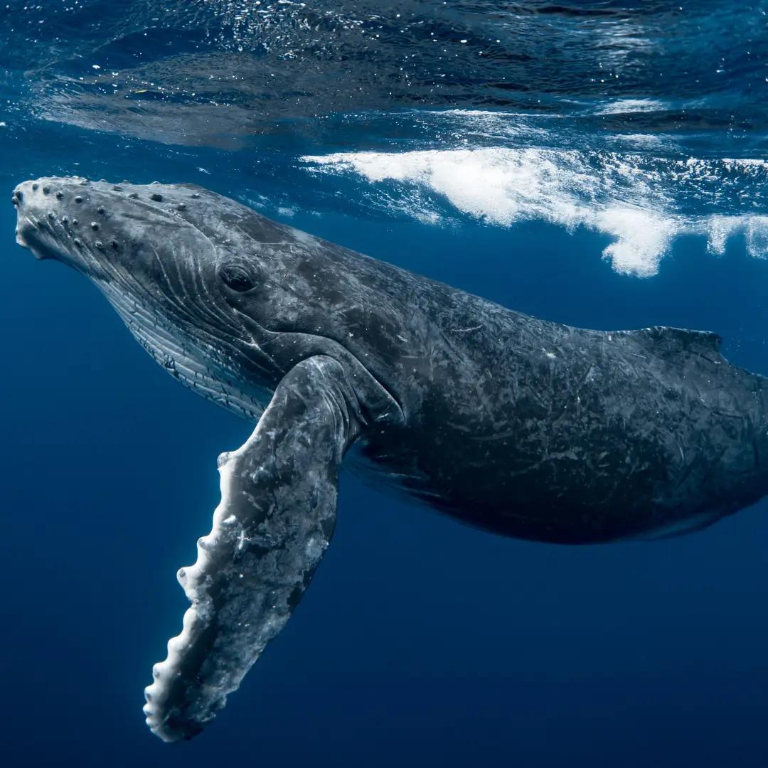 Humpback Whale Migration