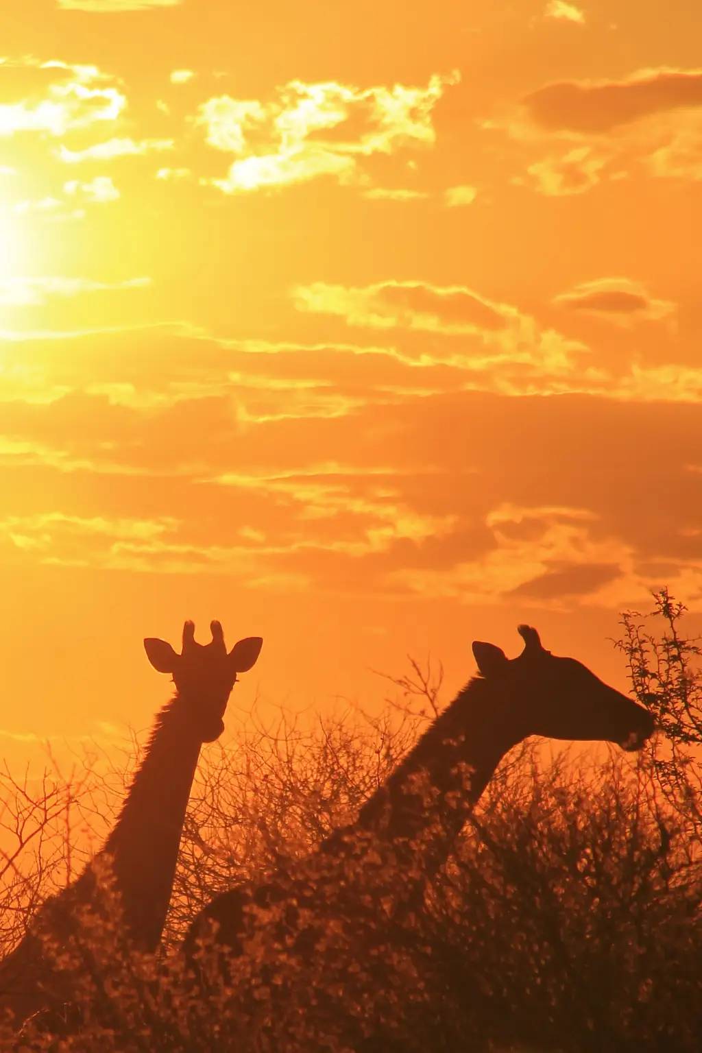 Giraffe at sunset