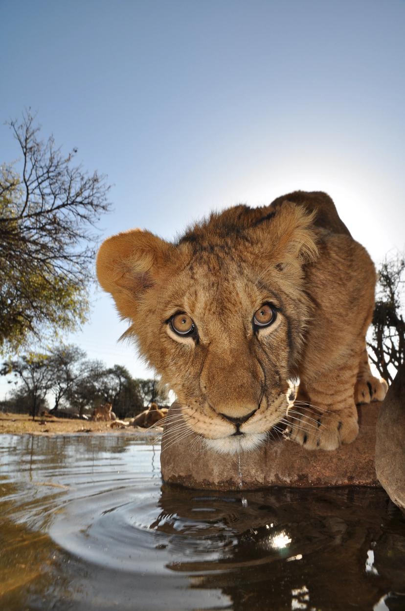 Lion cub water hole close up