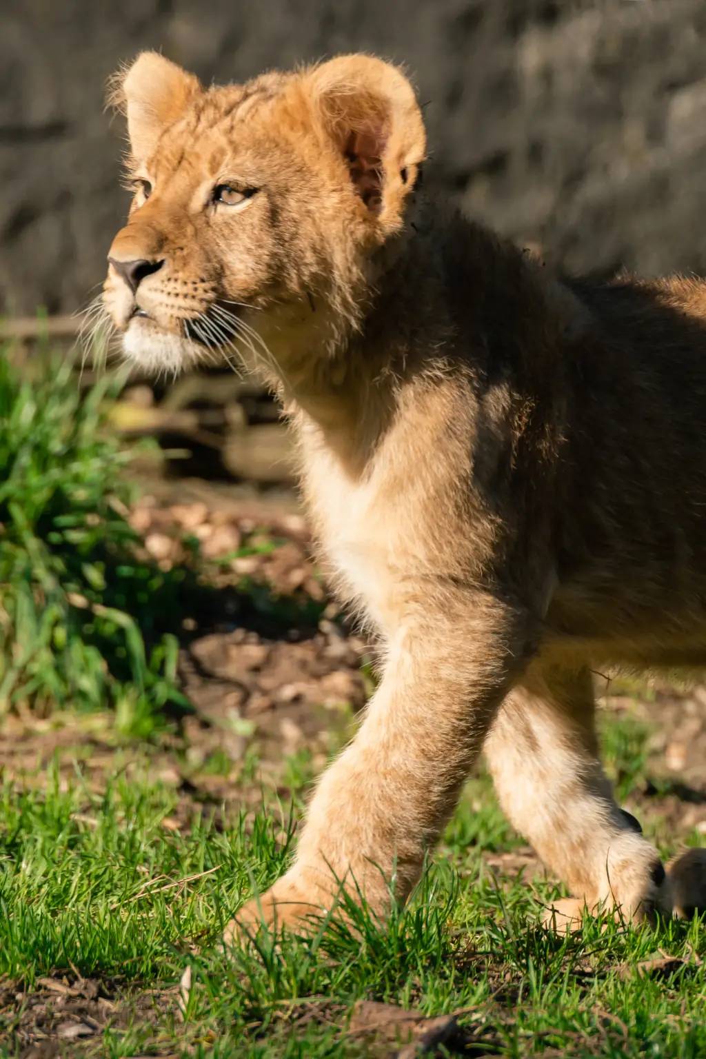 Lion Cub