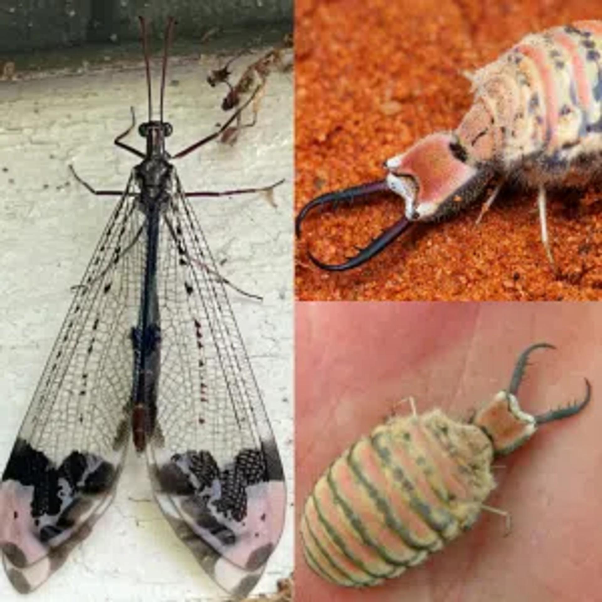 Antlion