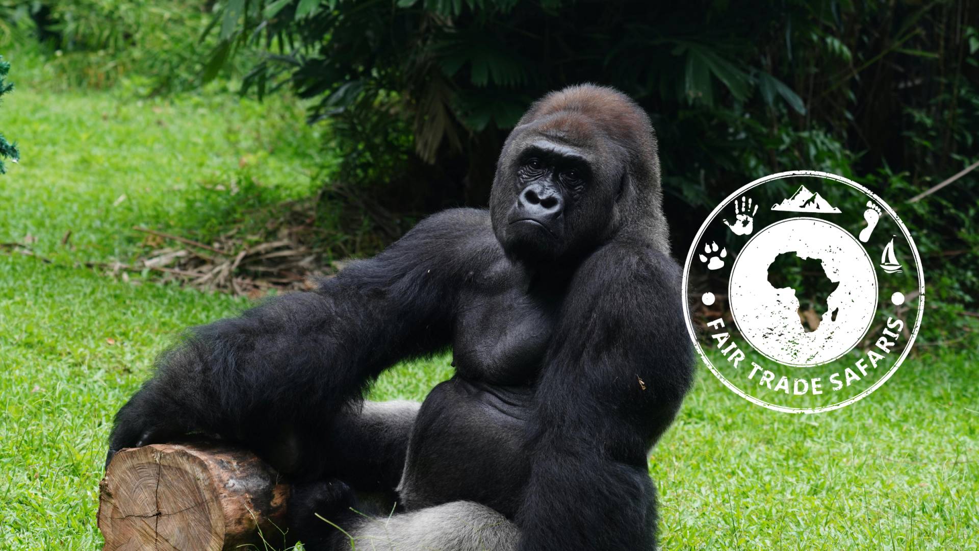 Gorilla and FTS Safari Logo