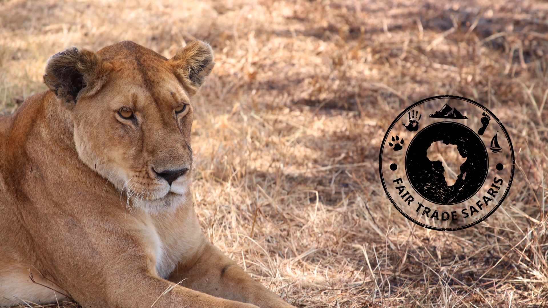 Lioness resting on dry grass in an African savanna, with the Fair Trade Safaris logo displayed on the right.