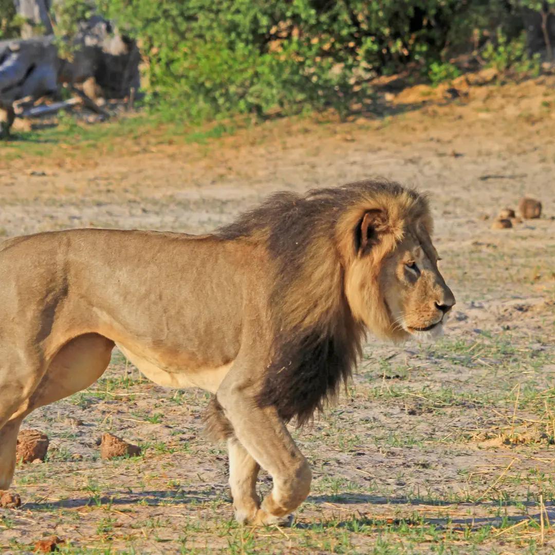Lion Cecil