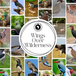 Where the Wild Takes Flight