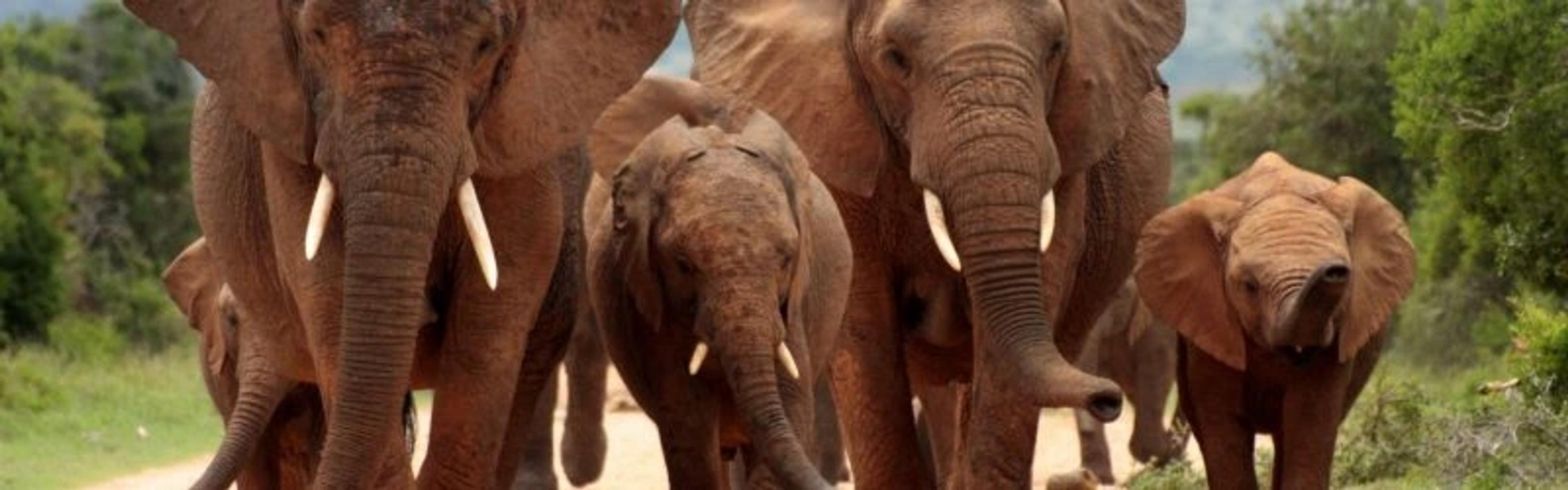 Herd of Elephants