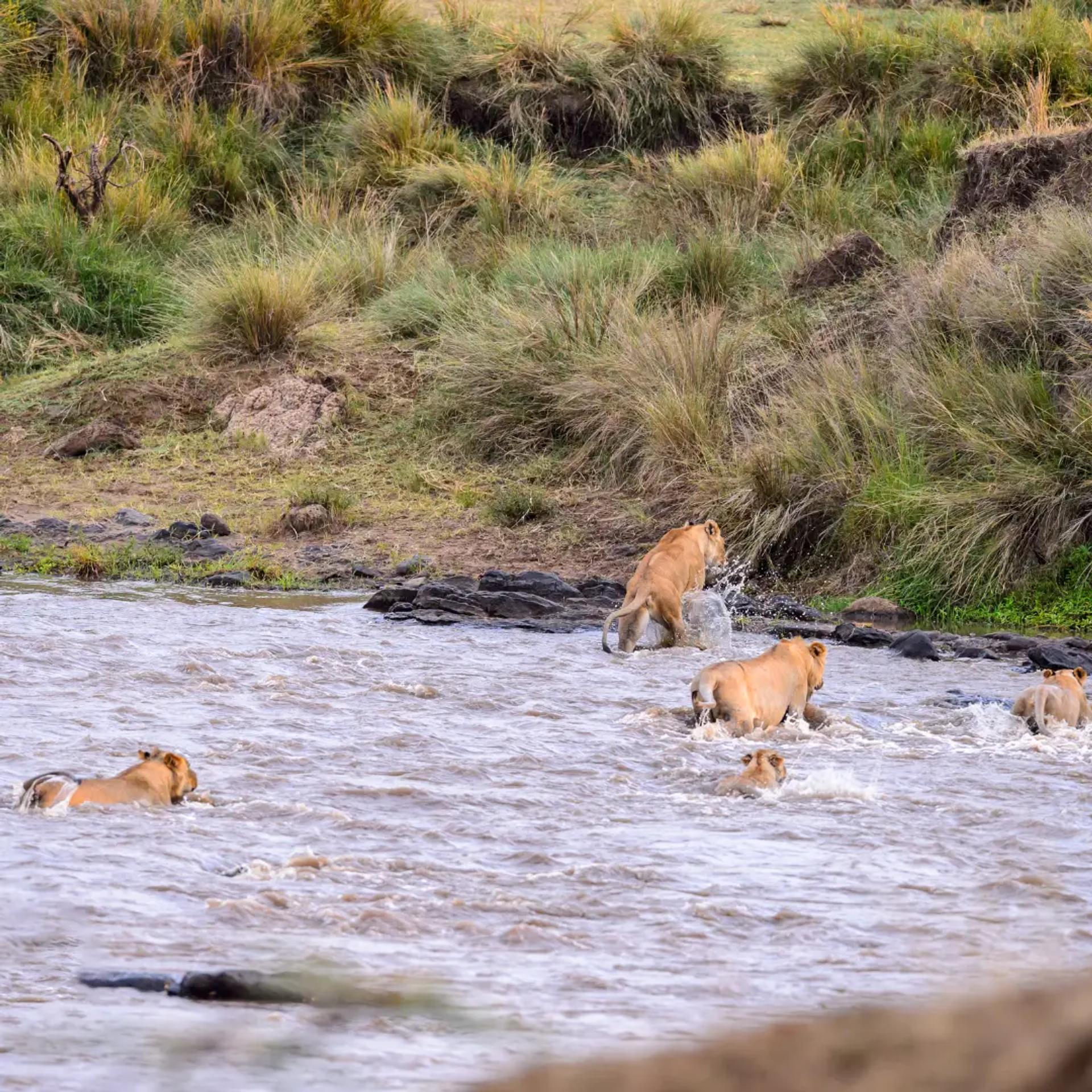 Swimming Lions