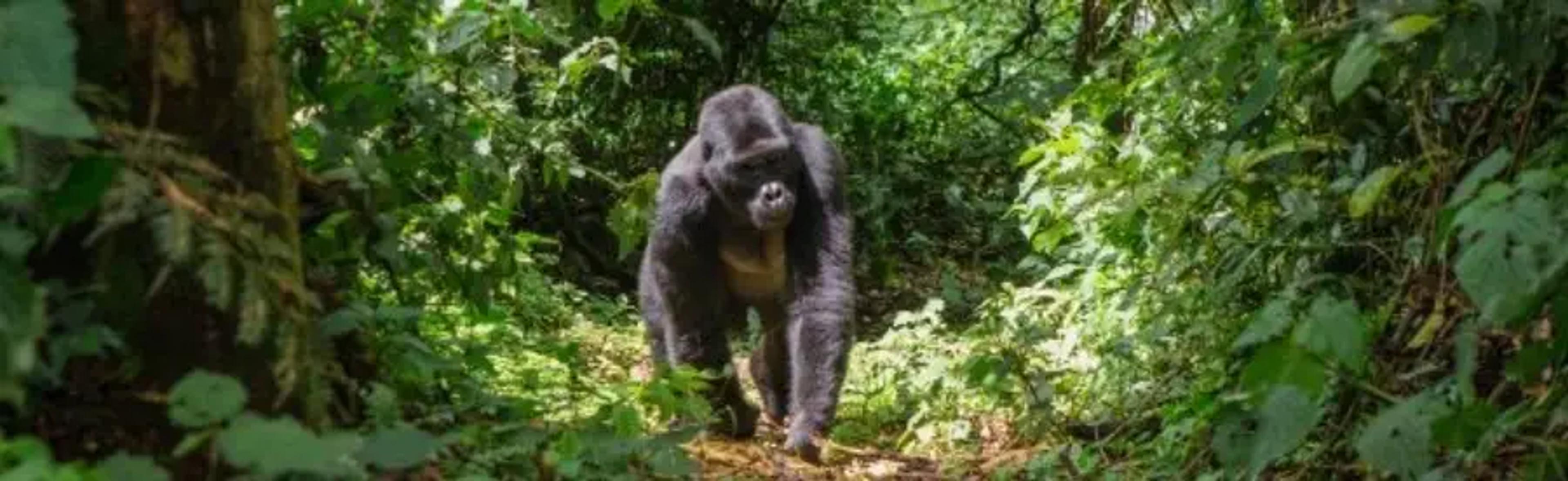 Gorilla walking in the wild