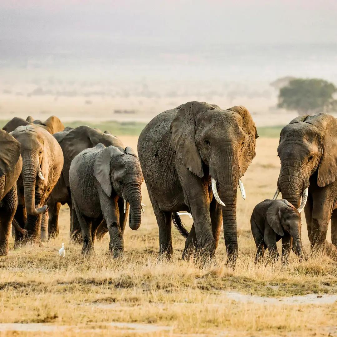 Herd of elephants in Serengeti