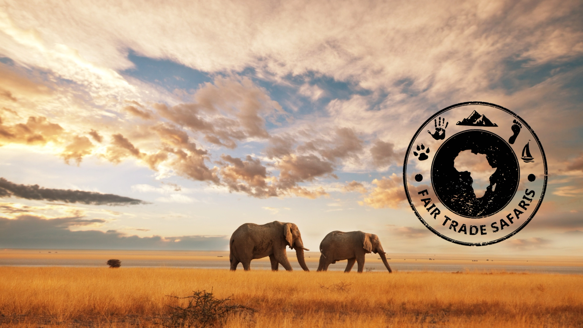 Two elephants walking across golden savanna grass under a dramatic sunset sky, with the Fair Trade Safaris logo displayed on the right.