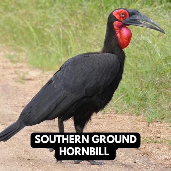 Souther Ground Hornbill