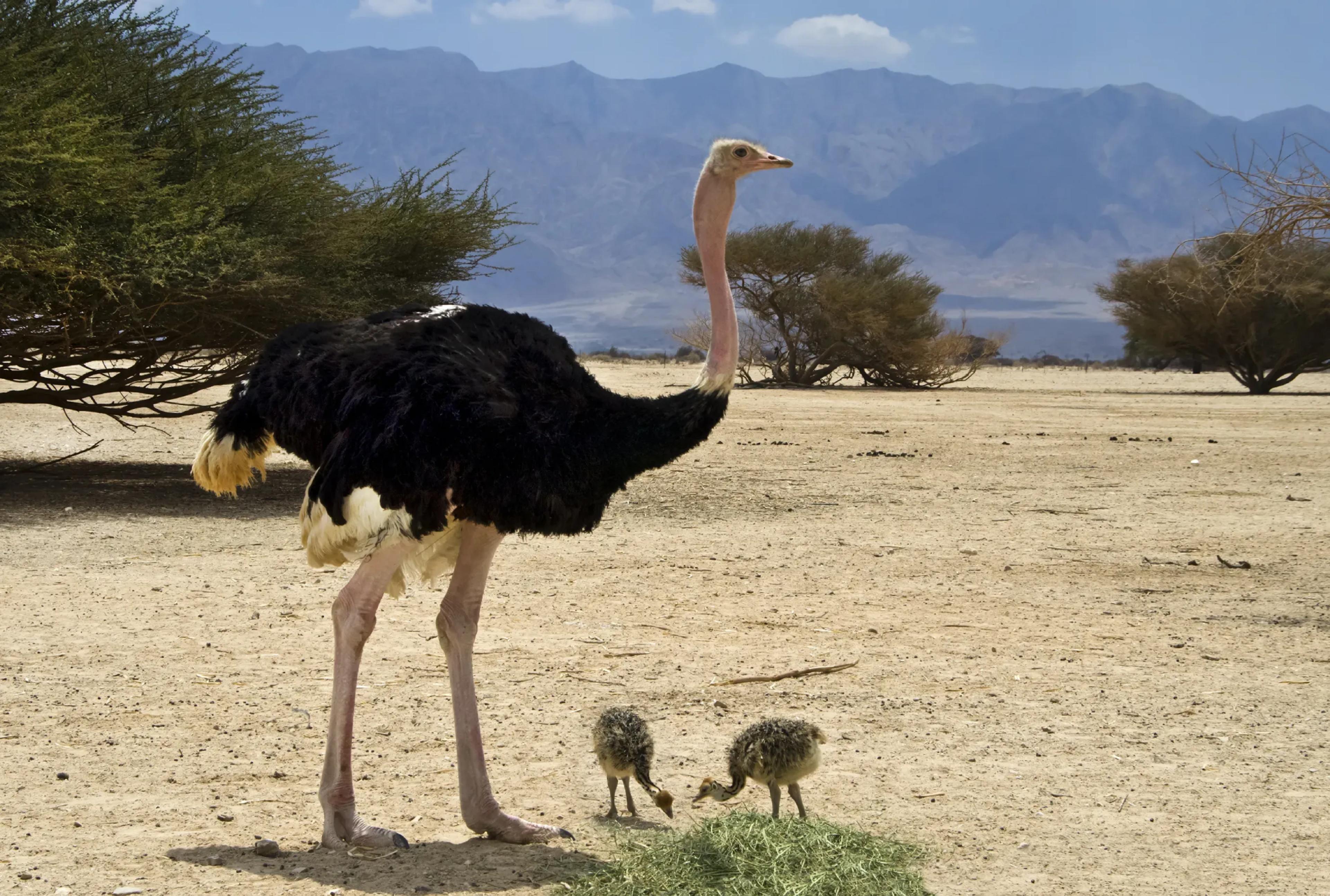 Ostrich With Chicks