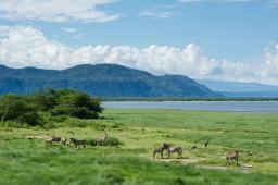 Zebras grazing on lush green plains with distant hills and clouds in the Serengeti ecosystem, Tanzania