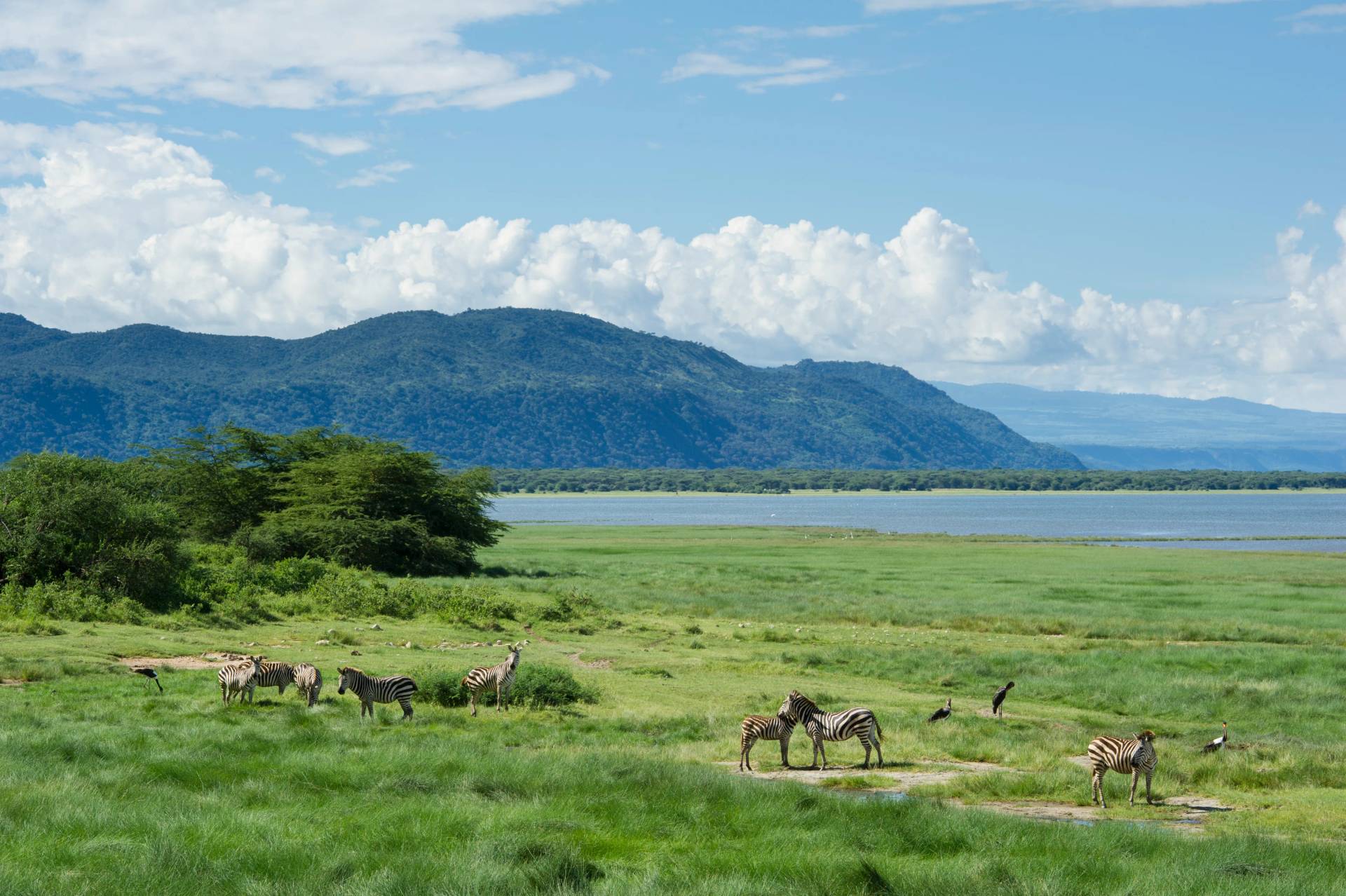 Zebras grazing on lush green plains with distant hills and clouds in the Serengeti ecosystem, Tanzania
