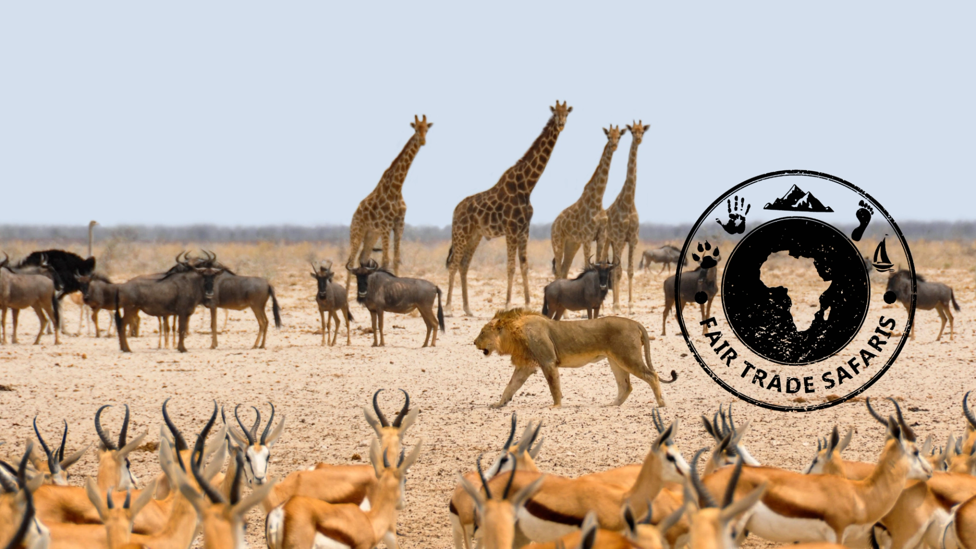 Lion walking across an African savanna surrounded by giraffes, wildebeest, and antelope, with the Fair Trade Safaris logo displayed on the right.