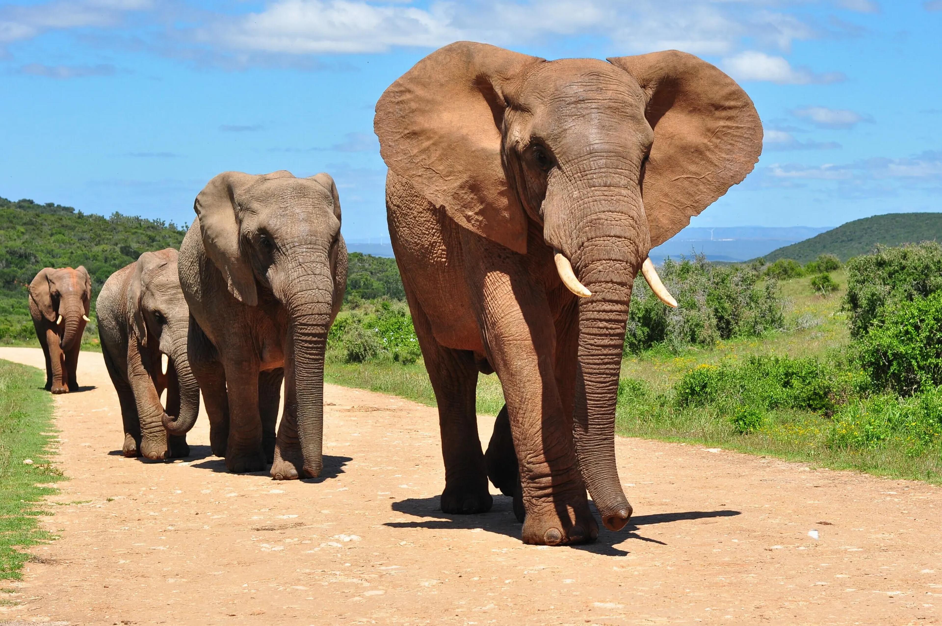 Elephantherd scaled