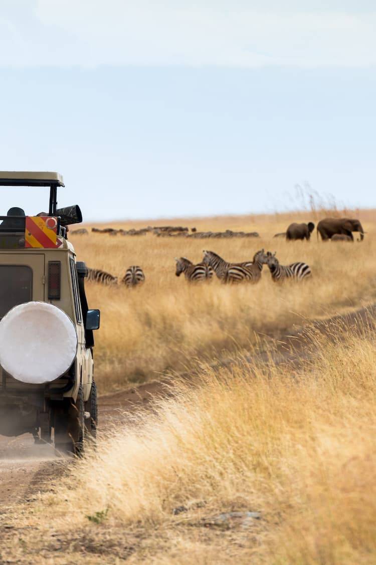 WIld life Safari