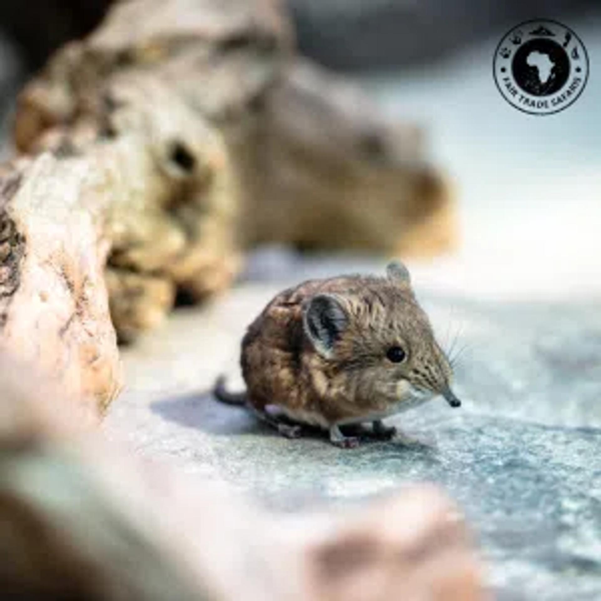 Elephant Shrew