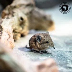 Elephant Shrew