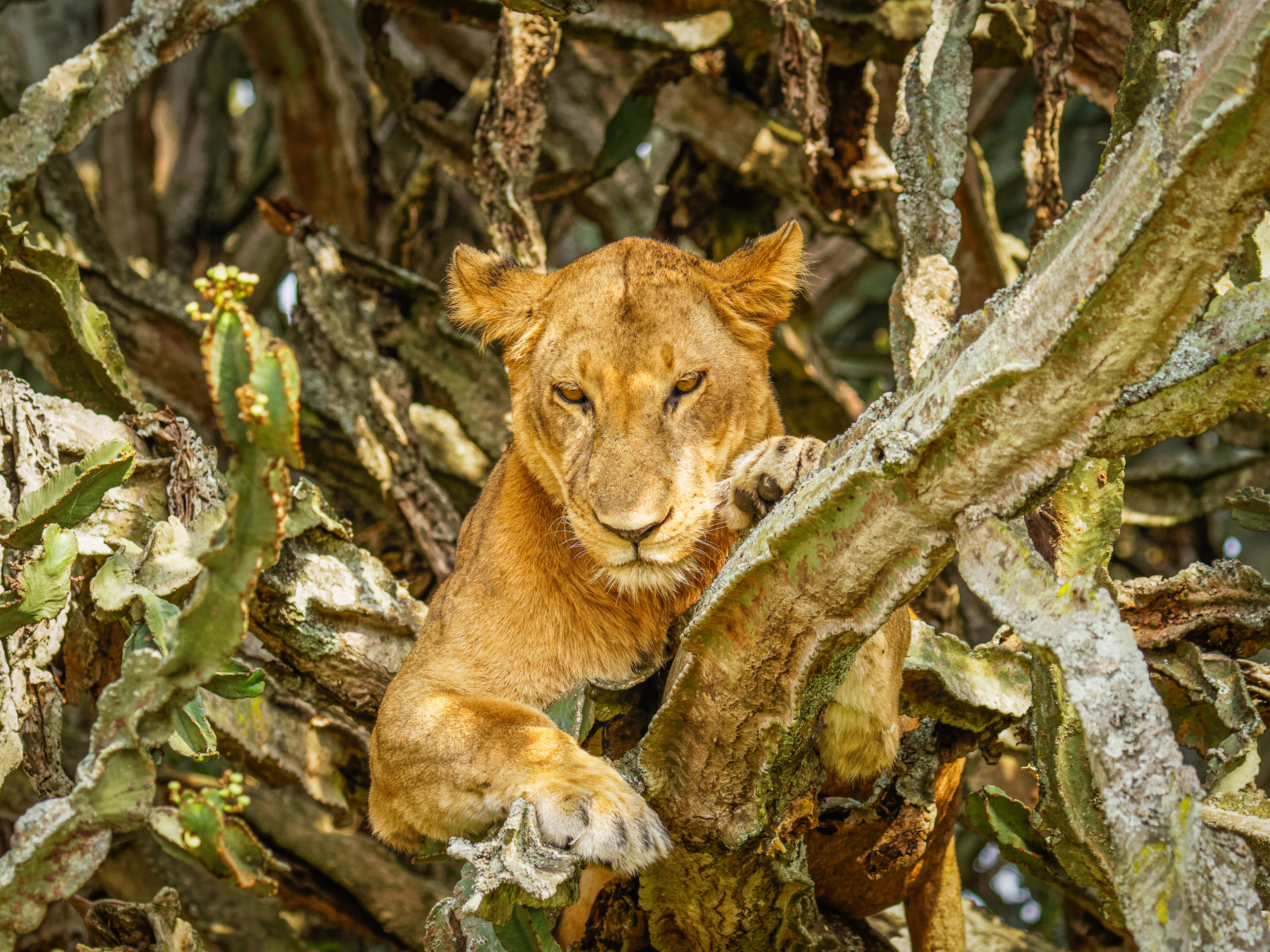 Tree-climbing lions Boat safaris Big game viewing Birdwatching Classic safari experiences