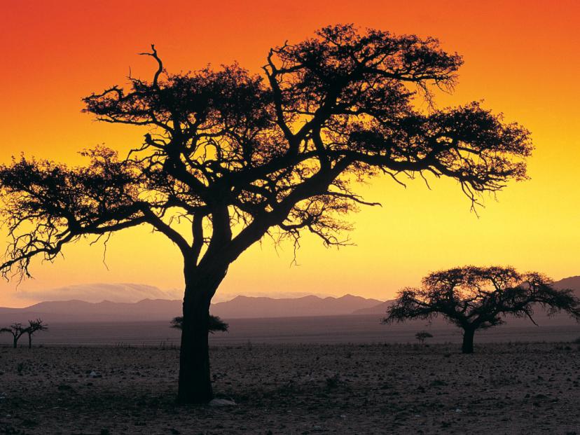 Trees in Desert in Sun set