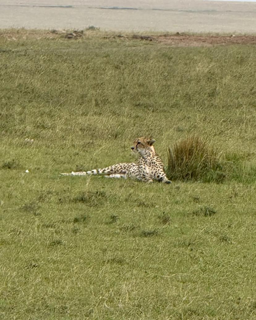 Cheetah