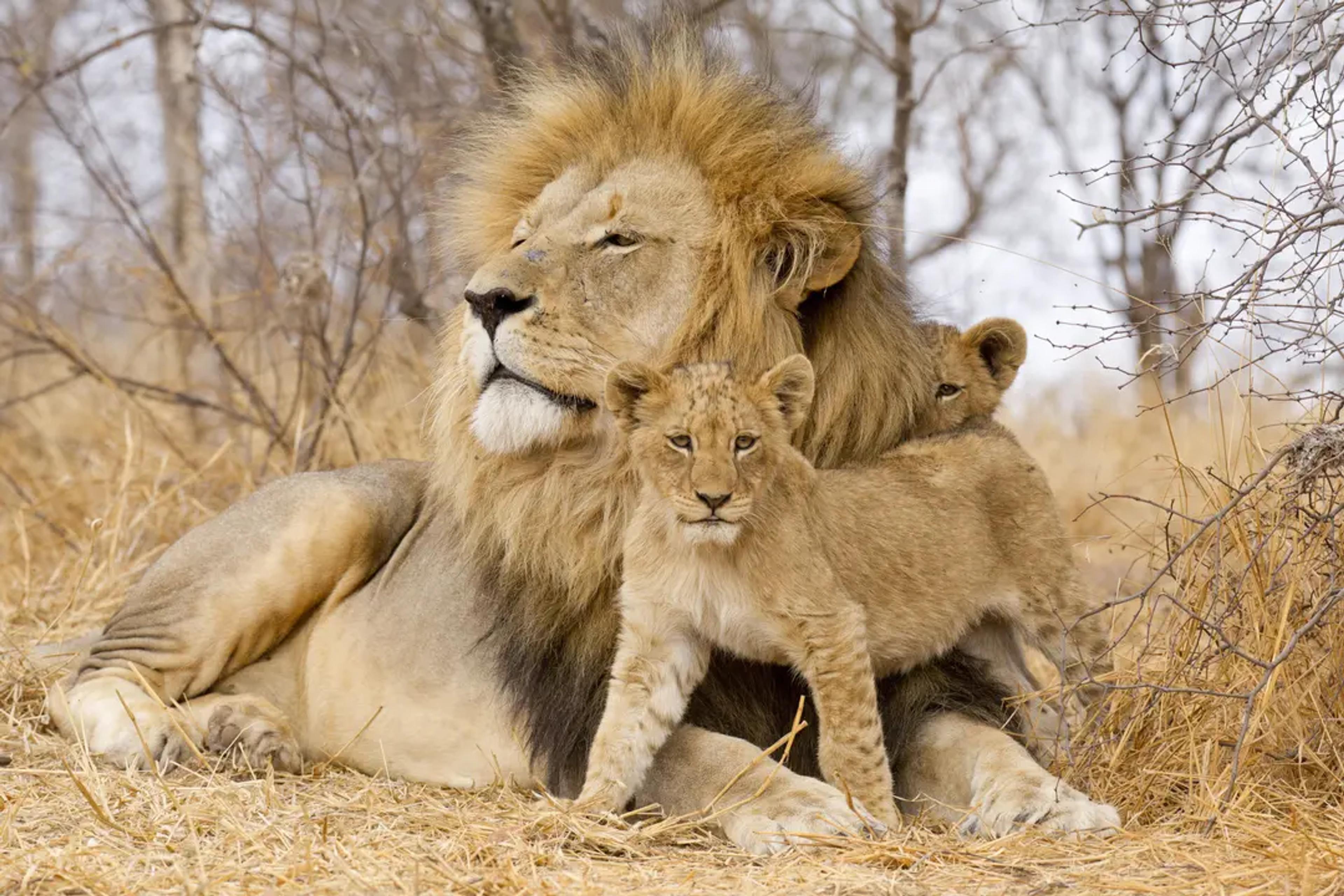 Lion with cubs resting in the grass