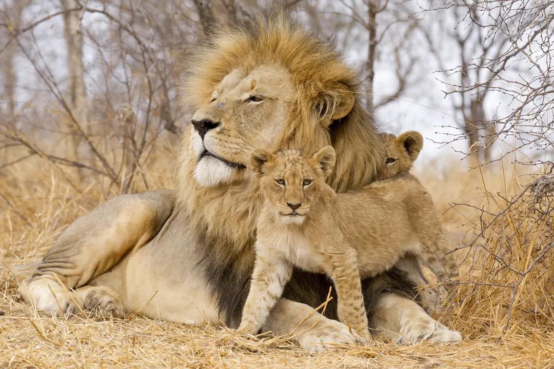 Lion with cubs resting in the grass
