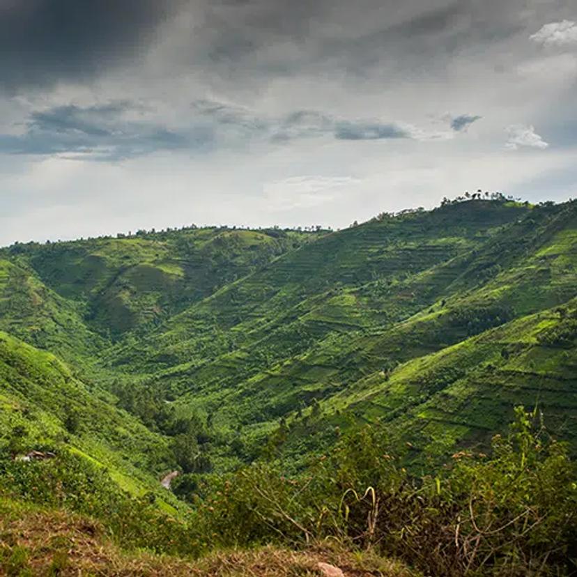 Amazing Gorillas view