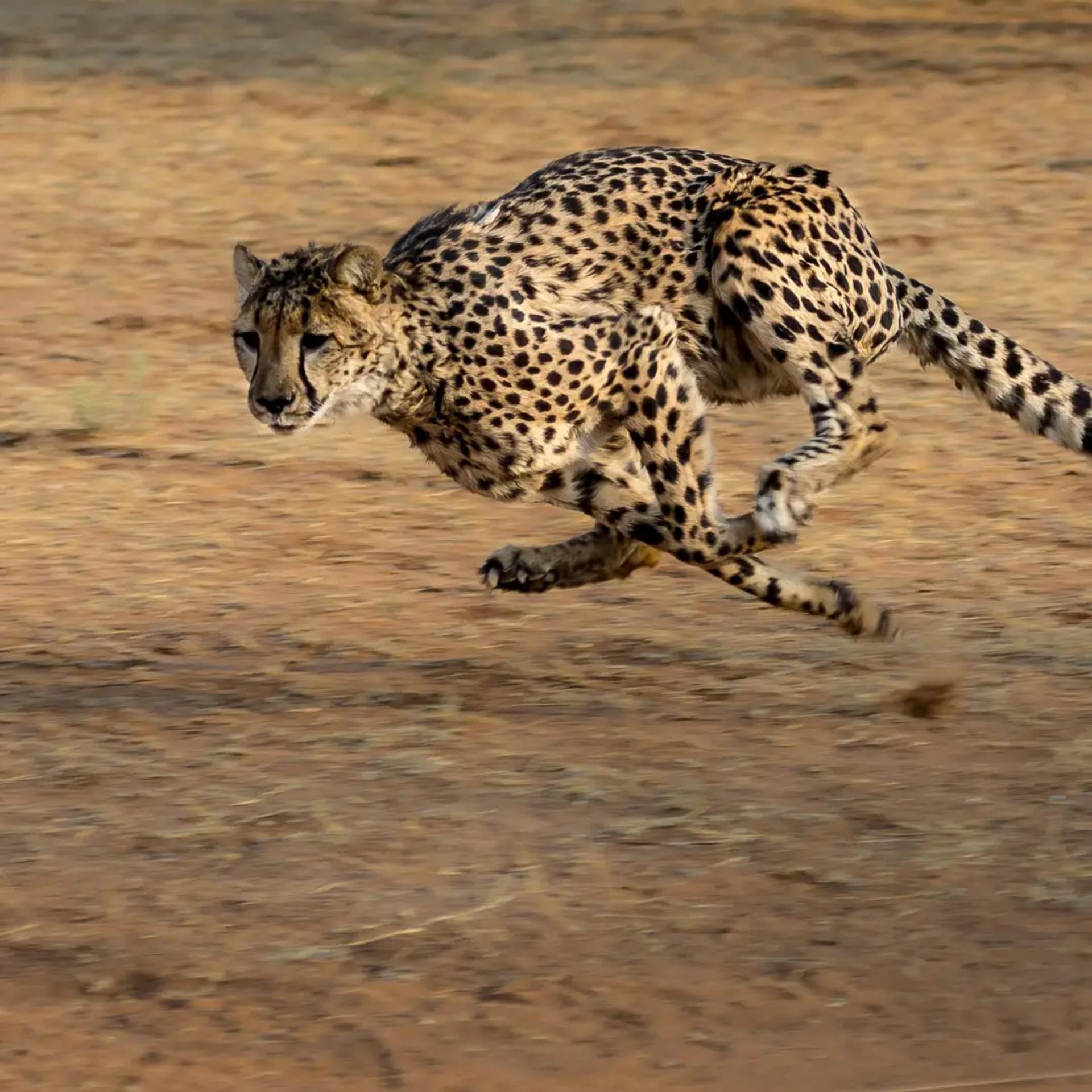 animal in motion / dramatic pose