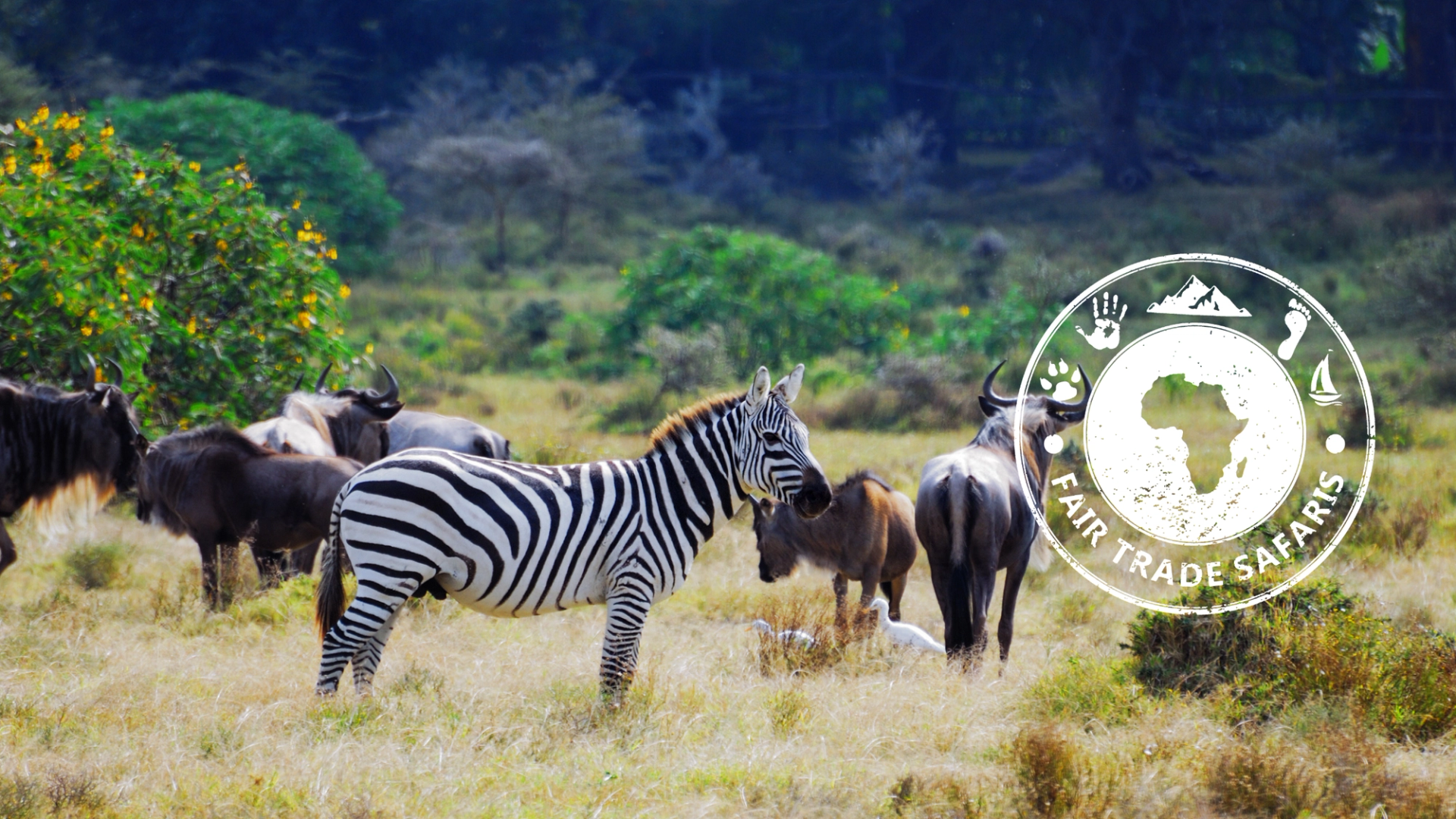 Zebra standing in tall grass alongside wildebeest in a green savanna landscape, with the Fair Trade Safaris logo displayed on the right.
