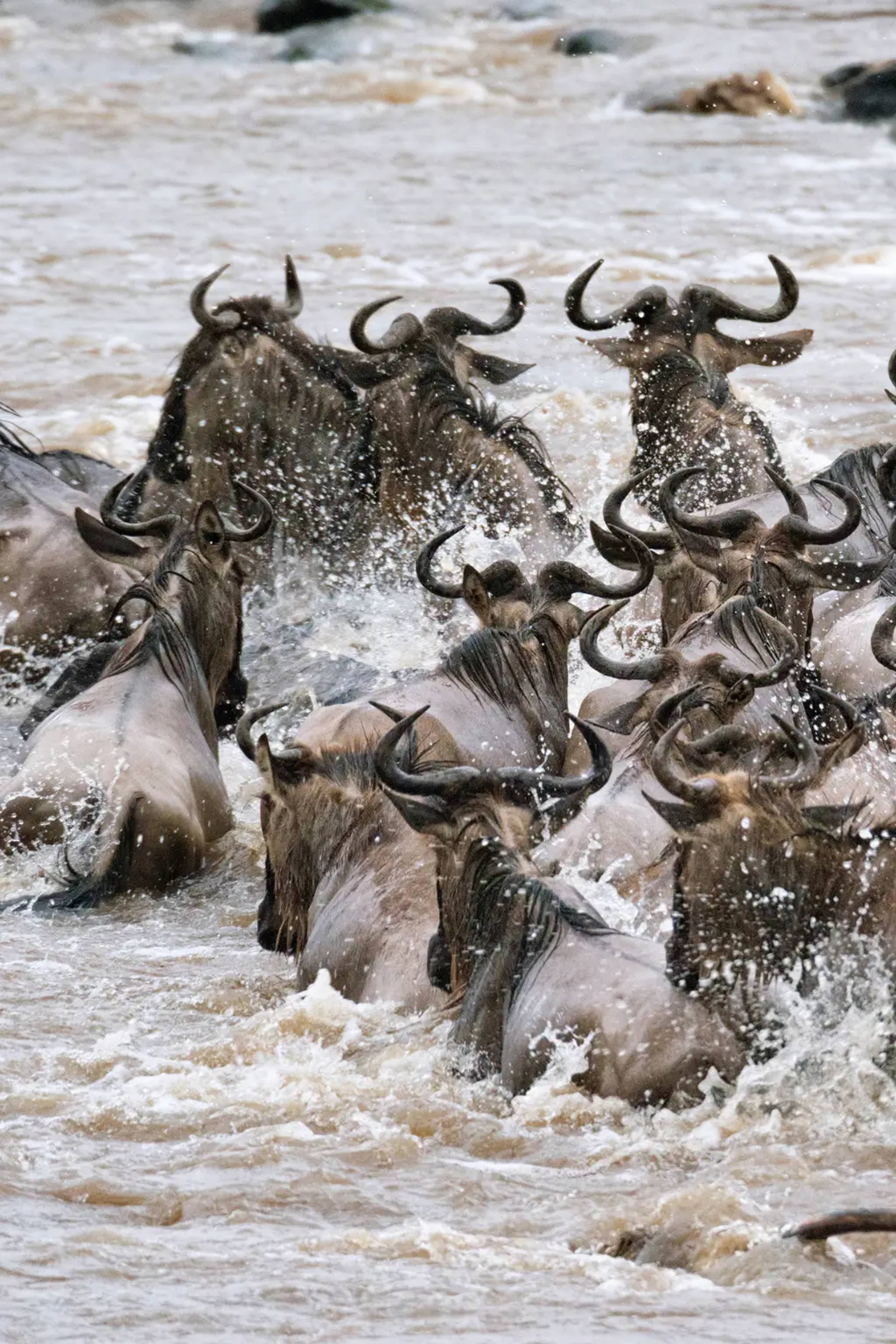 Wildebeast Migration