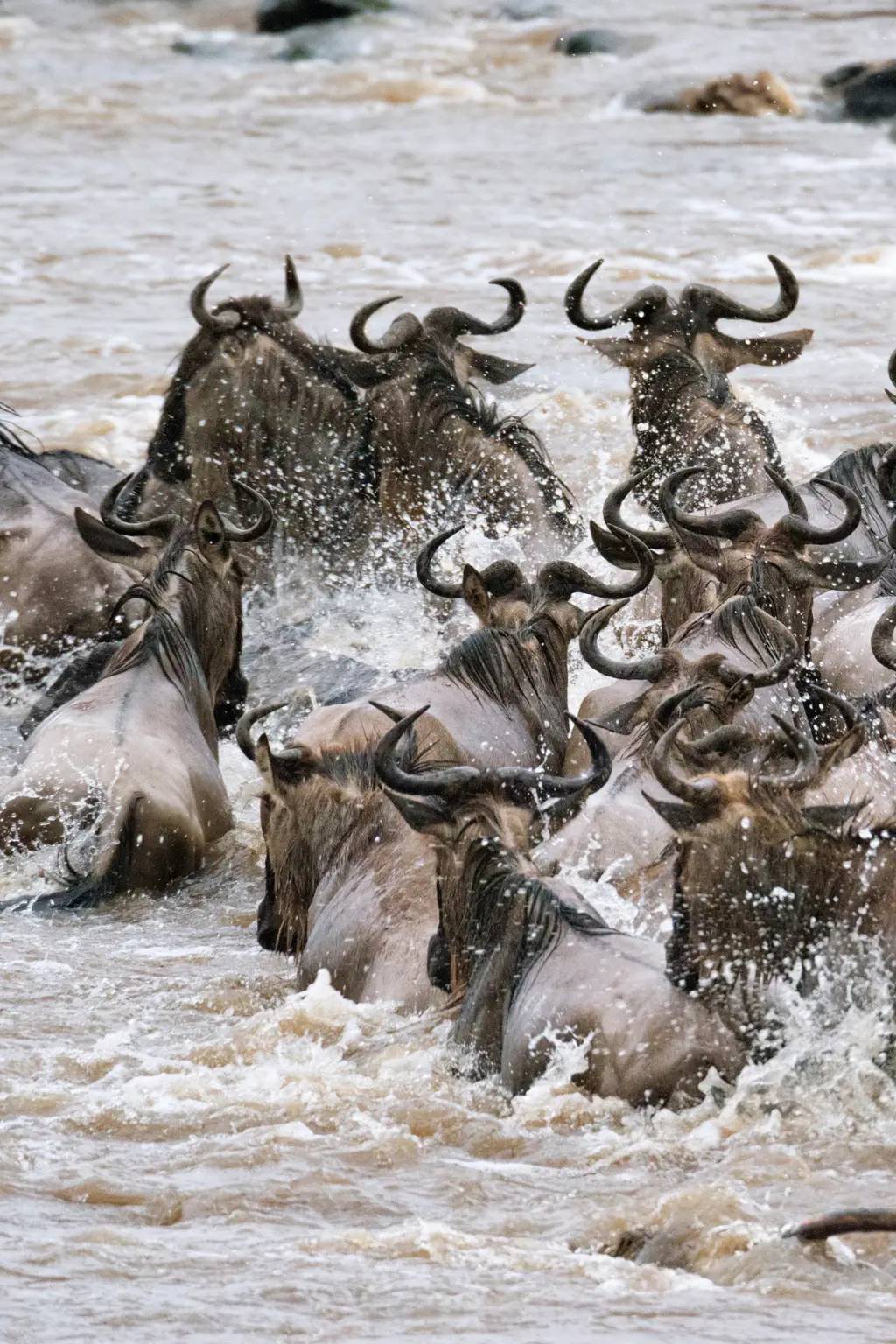 Wildebeast Migration