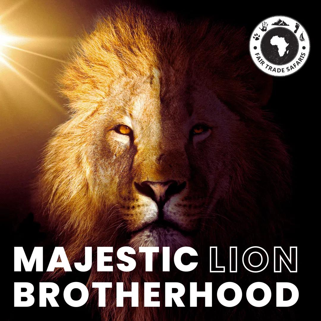 Majestic lion in shadowed light with text 'Majestic Lion Brotherhood' and Fair Trade Safaris logo in corner