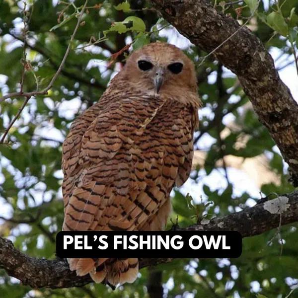 Pels Fishing Owl