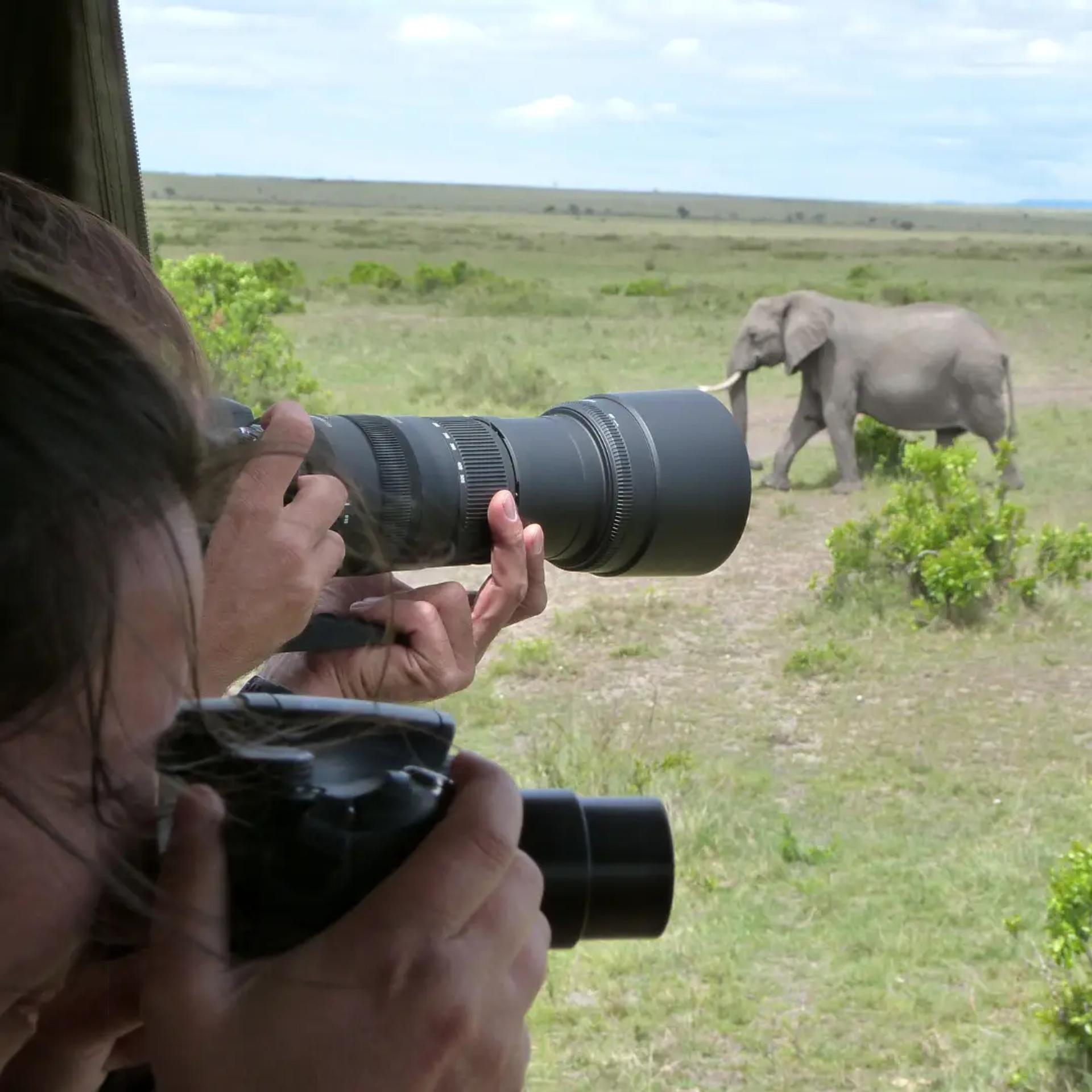lens pointed at wild animals