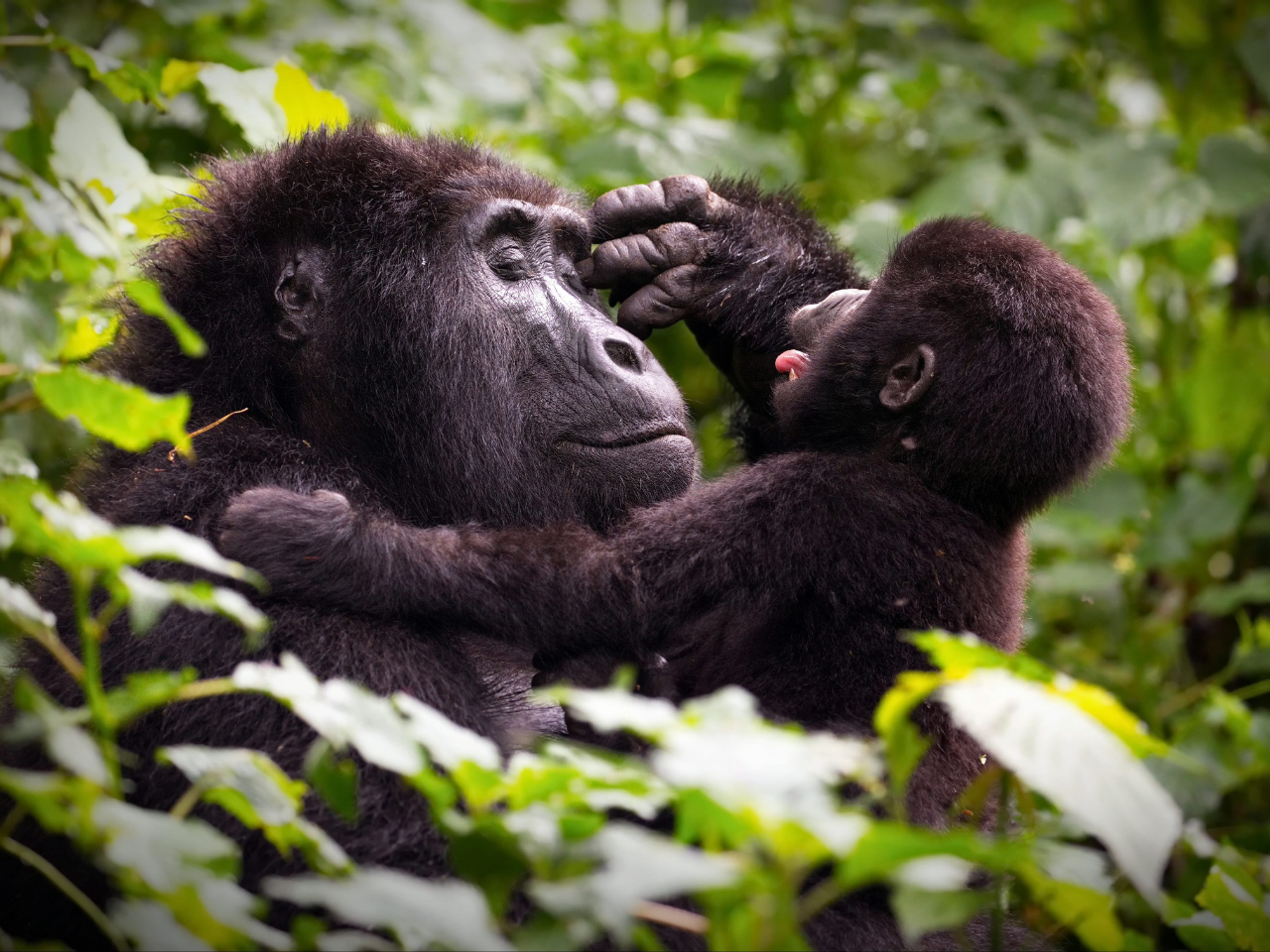 Luxury Uganda Gorilla Trek: Kigali to Bwindi