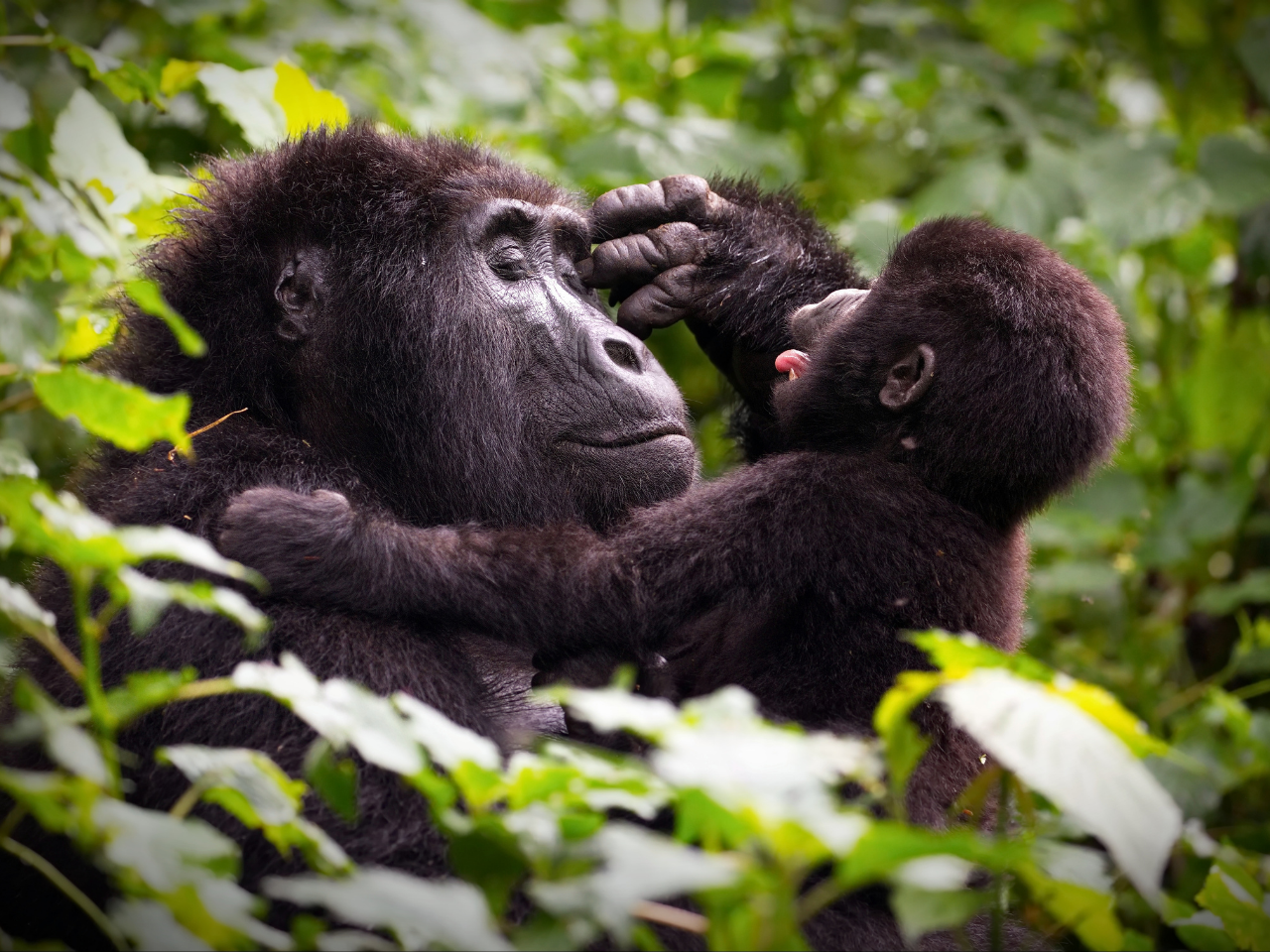Gorillas
