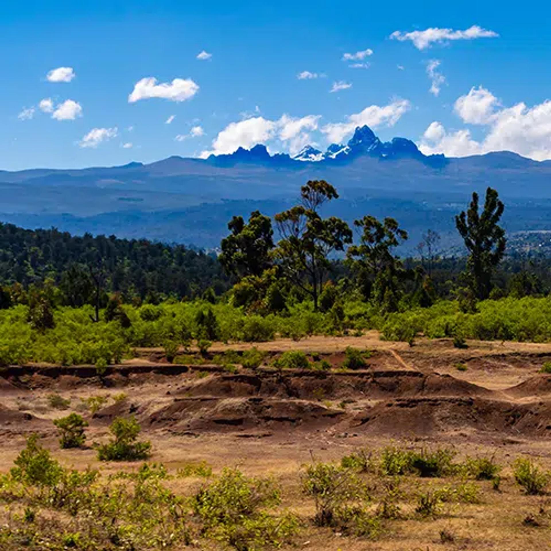 Safari Landscape