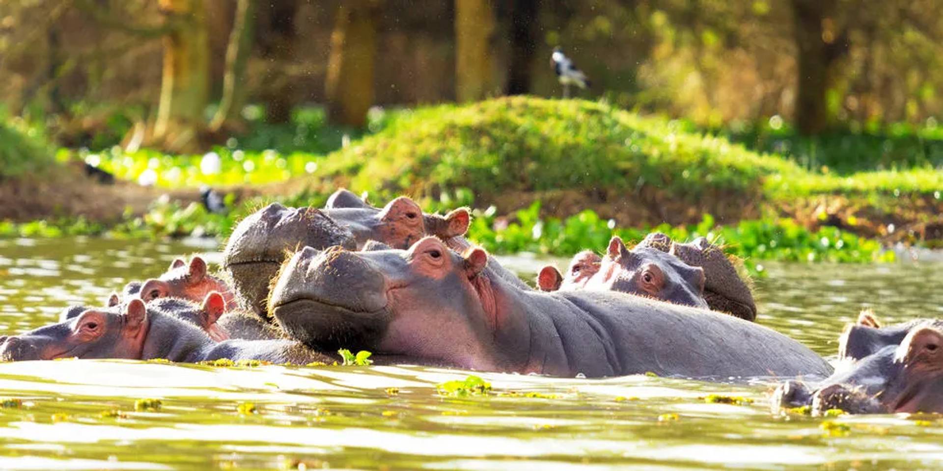Group of hippos partially submerged in a lush wetland during daylight