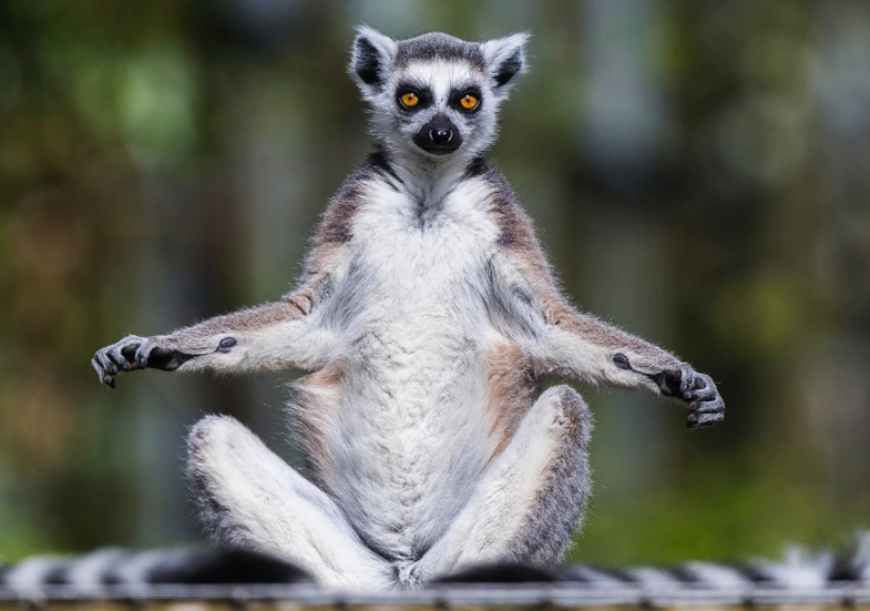 Lemur sitting on a wooden beam in Madagascar forest