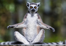 Lemur sitting on a wooden beam in Madagascar forest