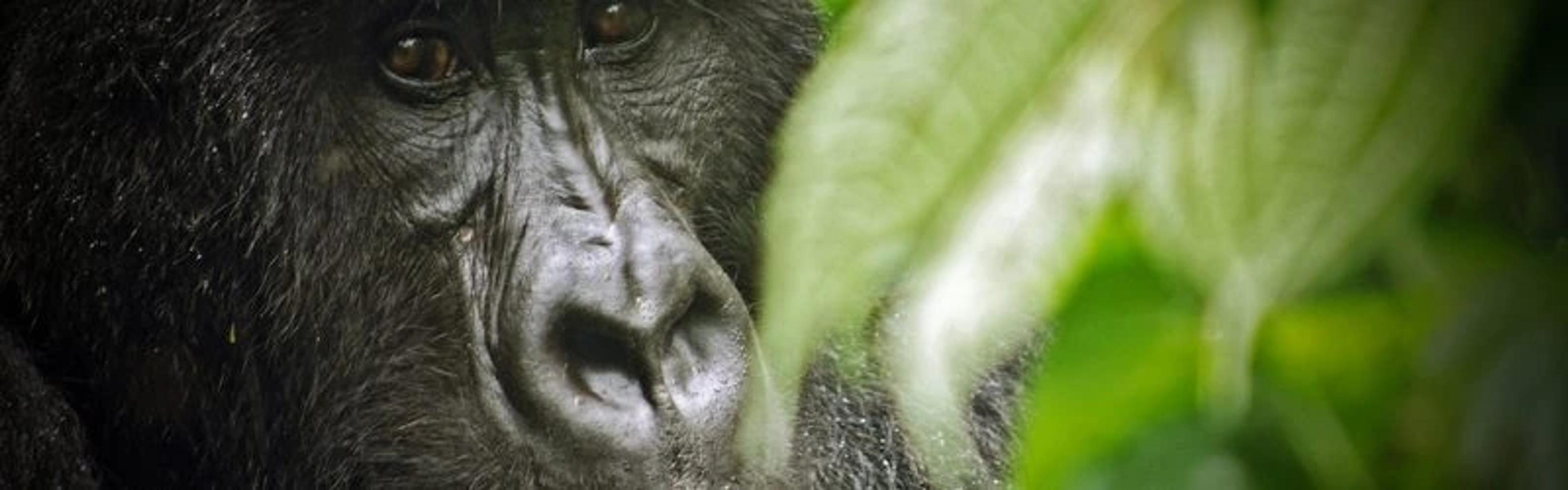 Rwanda Gorilla Trecking