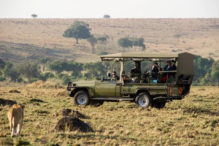 Open safari vehicle with tourists observing a lioness in the Kenyan savannah