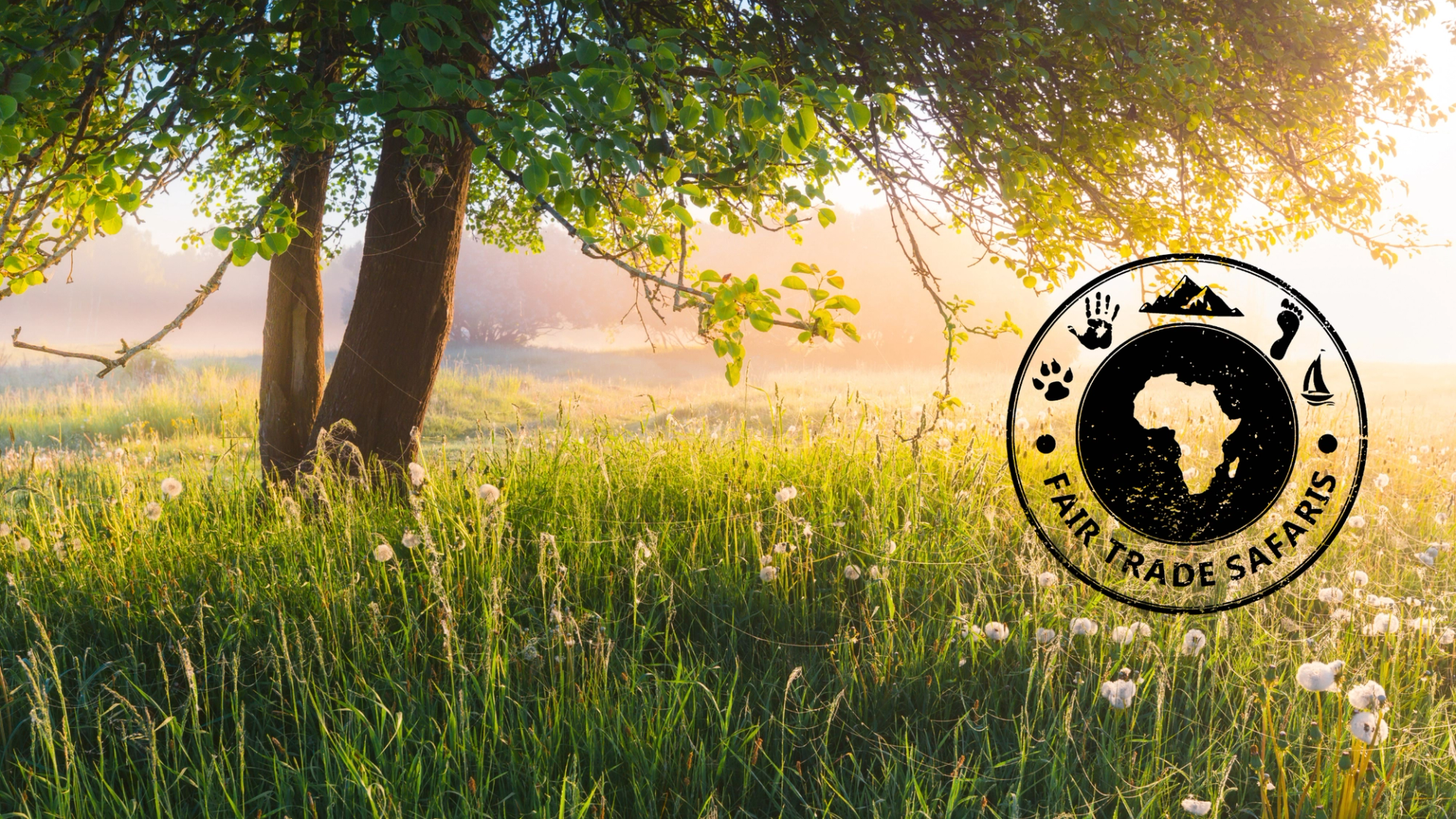 Sunlit meadow with tall grass and wildflowers beneath leafy trees at golden hour, featuring the Fair Trade Safaris logo on the right.